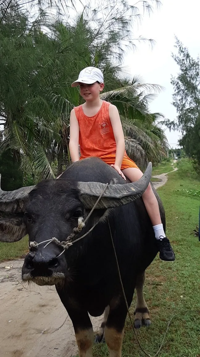 Calm Rice Paddy Stroll on Water Buffalo